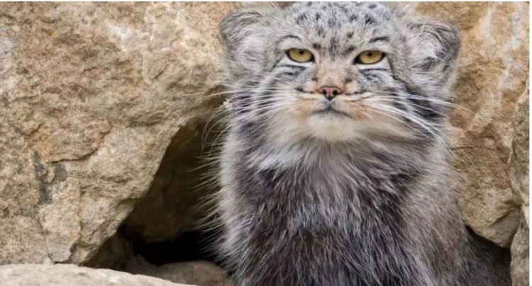 VIDEO/ Zbulohet një specie e rrallë maceje në Everest