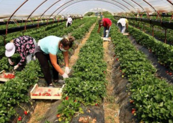 Ndihmat për fermerët, ja si renditet Shqipëria