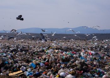 Kosovë, Drenasi po “pushtohet” nga mbetjet shtazore