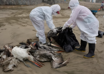 Gripi i shpendëve, ekspertët: Edhe Shqipëria e rrezikuar