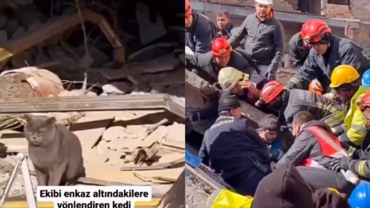 VIDEO – Macja udhëheq ekipin e kërkimit, shpëtohet nëna me 2 fëmijë