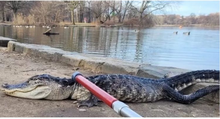 Kapet një aligator gjigand në parkun e New York