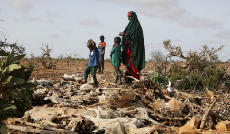 Thatësira që po vret mbi 200 mijë njerëz