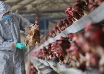 Gripi i shpendëve po krijon shqetësim në OBSH