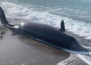 Tërmeti i fortë vrau dhe balenat?