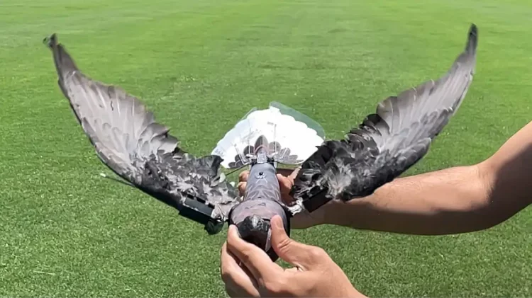 Si shkenca po i transformon zogjtë në dronë