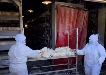 Alarmi: Gripi i shpendëve po bëhet i transmetueshëm tek njerëzit