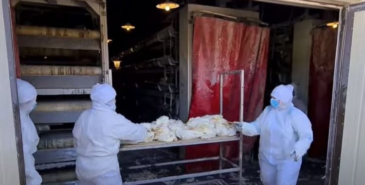 Alarmi: Gripi i shpendëve po bëhet i transmetueshëm tek njerëzit