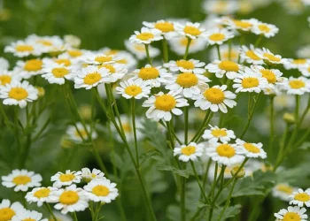 Arsyet përse duhet të mbillni lule kamomili në shtëpi