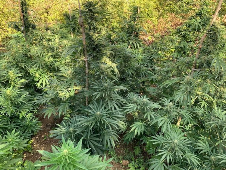 Në kërkim për kultivim kanabisi, arrestohet 21 vjeçari