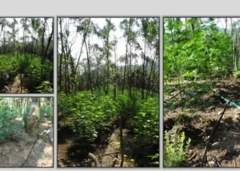 Kishte plantacion kanabisi, kapet shqiptari në Greqi