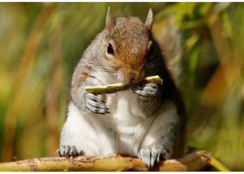 Policia kineze po trajnon gjashtë ketra për të nuhatur drogën