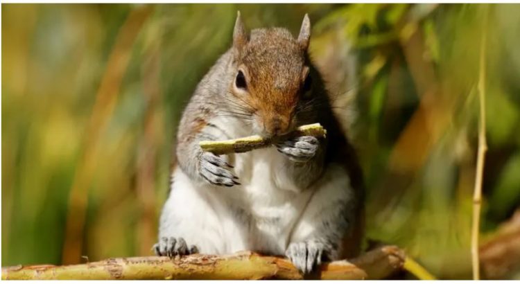 Policia kineze po trajnon gjashtë ketra për të nuhatur drogën