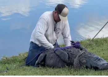 FOTO/ Kapet krokodili në parkun e NYC