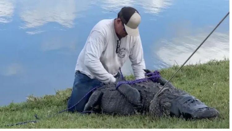FOTO/ Kapet krokodili në parkun e NYC