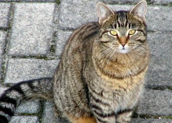 Goditi me shkelma macen në rrugë, arrestohet