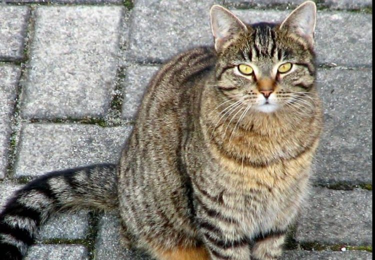 Goditi me shkelma macen në rrugë, arrestohet