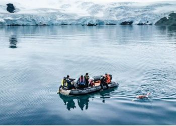 Notarja kiliane, e para që noton afro 2.5 kilometra në Antarktidë