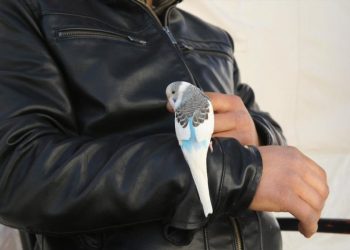 Parandjeu tërmetin, papagalli që shpëtoi familjen nga tragjedia