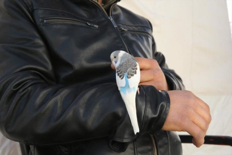 Parandjeu tërmetin, papagalli që shpëtoi familjen nga tragjedia