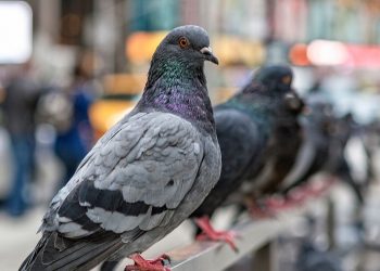 Pëllumbat habisin shkencëtarët, ja çfarë është zbuluar