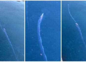 Shfaqen në brigjet japoneze peshqit që ‘paralajmërojnë’ tërmetet