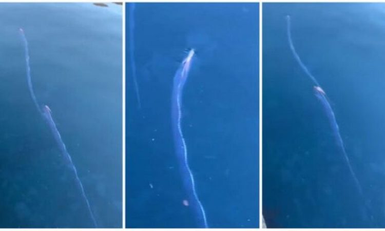 Shfaqen në brigjet japoneze peshqit që ‘paralajmërojnë’ tërmetet