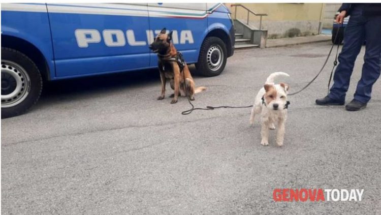 EMRI/ Tetë kg kokainë në bagazh, arrestohet 30-vjeçari shqiptar