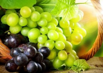 Rrushi, vitaminat edhe si ta përgatisim atë