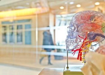 Fazat që kalon truri, teksa plaket. Po ju i keni ndjerë?