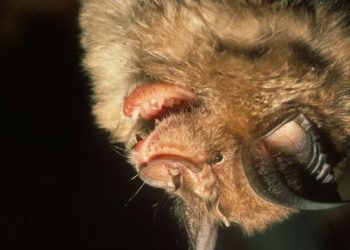 Gjendet një virus i ngjashëm me Covid tek lakuriqët në Britani