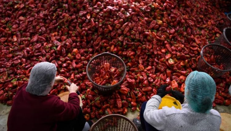 Gratë të cënuara nga informaliteti në bujqësi