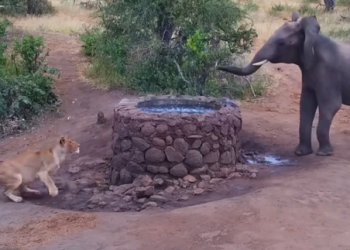 Skenari i Walt Disney, në botën reale