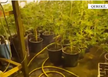 “Pëllumbi” godet në shenjë. Sekuestrohet sasia e madhe e kanabisit