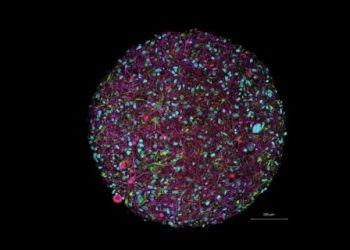 Biokompjuterët e ndërtuar me neuronet njerëzore