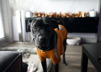 Pse katër-putroshët ua tregojnë gjithnjë prenë pronarëve të tyre?