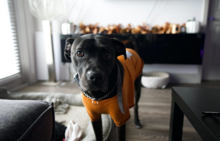 Pse katër-putroshët ua tregojnë gjithnjë prenë pronarëve të tyre?