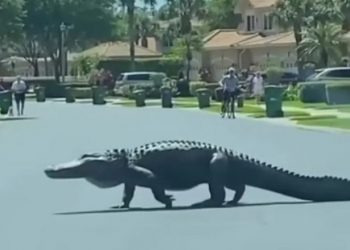 VIDEO/ Aligatori gjigand filmohet duke ecur në rrugë