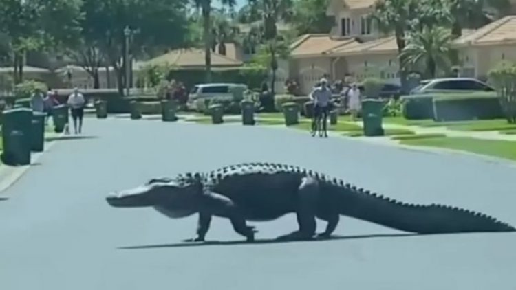 VIDEO/ Aligatori gjigand filmohet duke ecur në rrugë