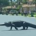 VIDEO/ Aligatori gjigand filmohet duke ecur në rrugë