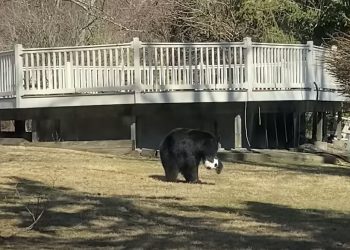 VIDEO/ Do shkriheni! Ariu ‘luan’ futboll