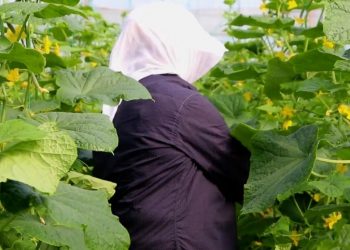 Gratë në bujqësi në Shqipëri, rrugëtim mes vështirësive