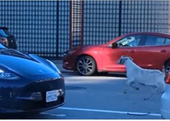 Pesë dhi “misterioze” u panë duke ecur në rrugët e San Franciskos