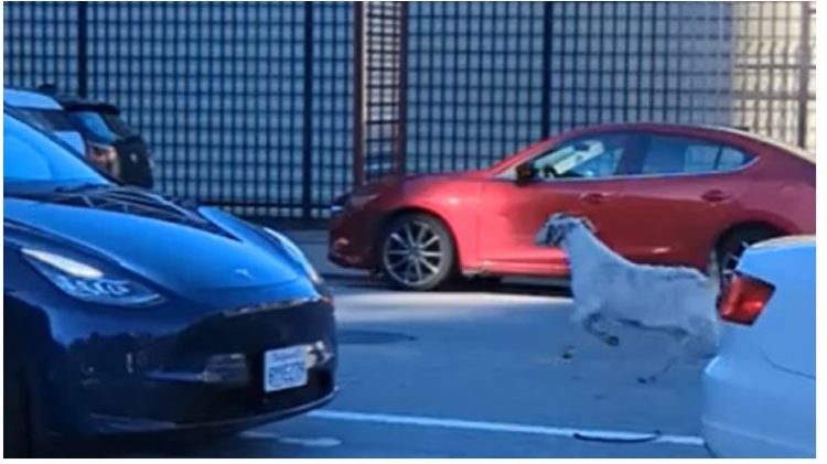 Pesë dhi “misterioze” u panë duke ecur në rrugët e San Franciskos