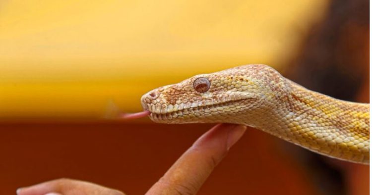Lokali i pazakontë ku klientët përkëdhelin hardhucat e gjarpërinjtë