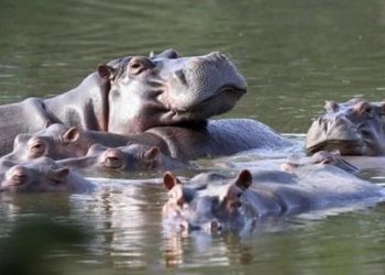 Hipopotamët e Escobar kthehen në problem për qeverinë