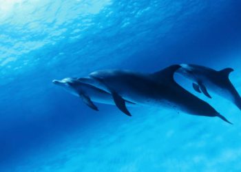 Si e gjejnë delfinët prenë në thellësi?