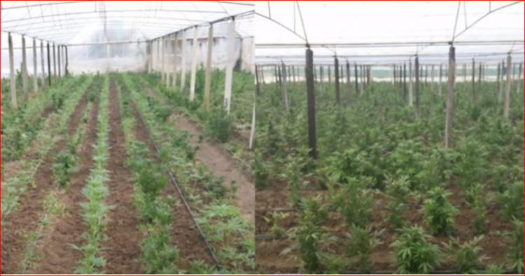 Malësi e Madhe/Zbulohen 27 sera me kanabis, në pranga 52-vjeçari