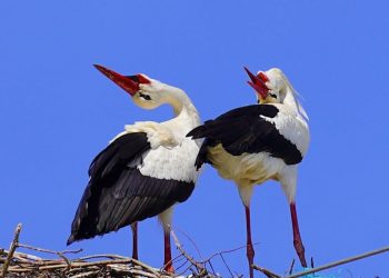 FOTO/ Çifti i lejlekëve kthehet në Gjirokastër