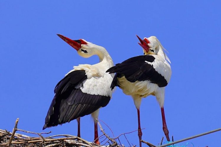 FOTO/ Çifti i lejlekëve kthehet në Gjirokastër